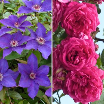 Duo Abondance - Clématite Perle d'Azur et Rosier Excelsa
