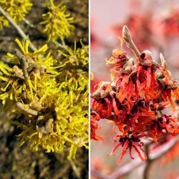 Duo Hamamelis - Noisetiers de sorcière jaune et rouge