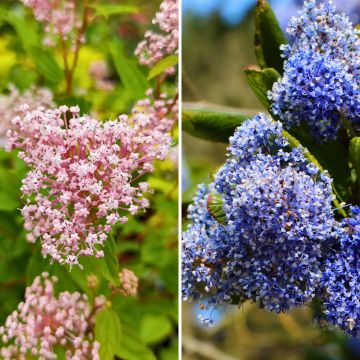 Duo céanothes d'été rustiques rose et bleu