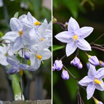 Collection 3 jasmins à petit prix