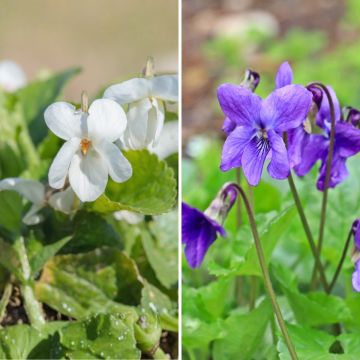 Duo Nature - Duo de Rosier et Penstemons