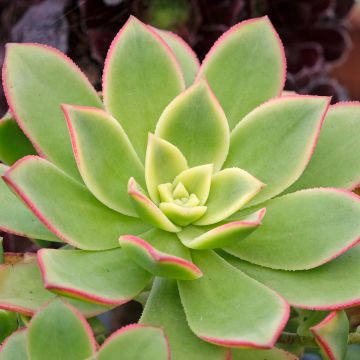 Echeveria derenbergii 