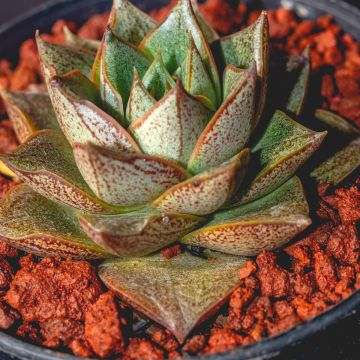 Echeveria purpusiorum