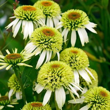 Echinacea Coconut Lime - Rudbeckia pourpre