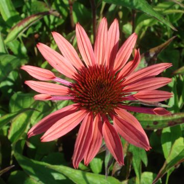 Echinacea Sunset - Rudbeckia hybride