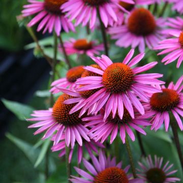 Echinacea purpurea Pica Bella - Rudbeckia pourpre  