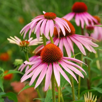 Graines d'Echinacea purpurea - Rudbéckia pourpre BIO