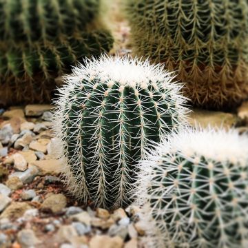 Echinopsis subdenudata