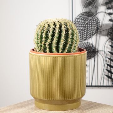 Echinocactus grusonii var. brevispinus - Coussin de Belle-mère