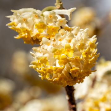 Edgeworthia chrysantha Grandiflora - Buisson à papier