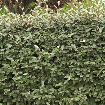 Elaeagnus ebbingei Compacta - Chalef de Ebbing