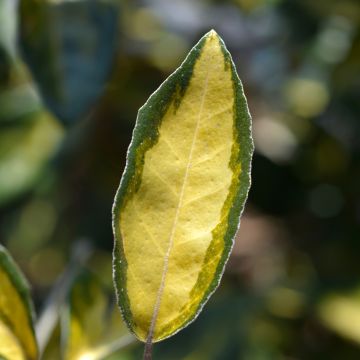 Elaeagnus ebbingei Limelight, Chalef de Ebbing