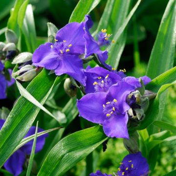 Ephémère de Virginie, Tradescantia andersoniana Isis