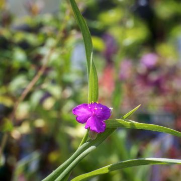 Ephémère de Virginie, Tradescantia andersoniana Karminglut