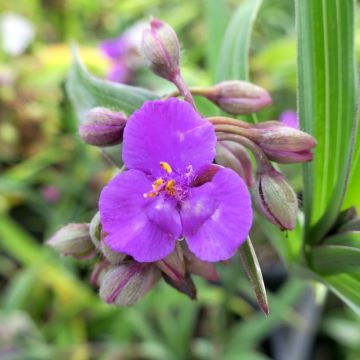 Ephémère de Virginie - Tradescantia andersonina Red Grappe