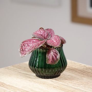 Episcia Malayan Gem