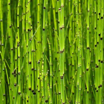 Equisetum camtschatcense, Prèle
