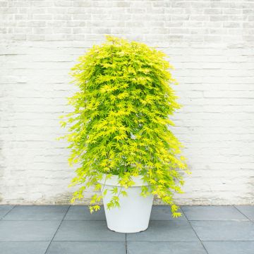 Érable du Japon - Acer palmatum Emerald Lace