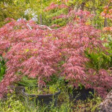 Erable du Japon - Acer palmatum Red Pygmy