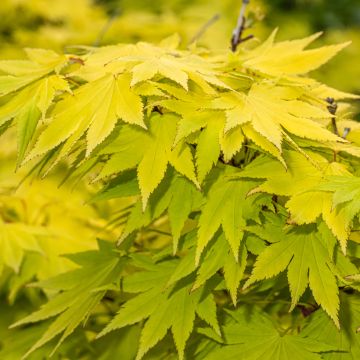 Erable du Japon - Acer shirasawanum Jordan