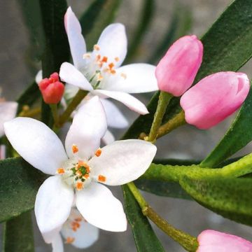 Eriostemon myoporoides Flower Girl Pink - Philotheca