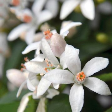 Eriostemon myoporoides Flower Girl White - Philotheca
