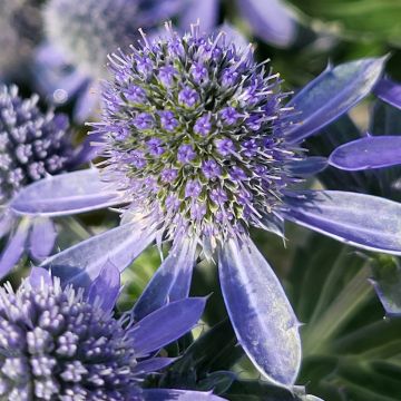 Eryngium planum Blauer Zwerg - Panicaut à feuilles planes - Chardon d'ornement