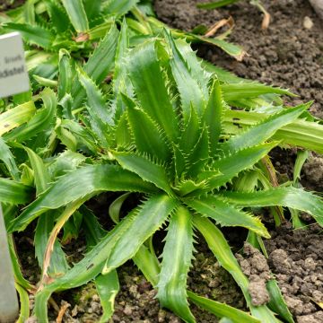Eryngium Agavifolium, Panicaut