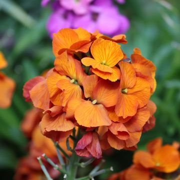 Giroflée vivace - Erysimum Winter Charm
