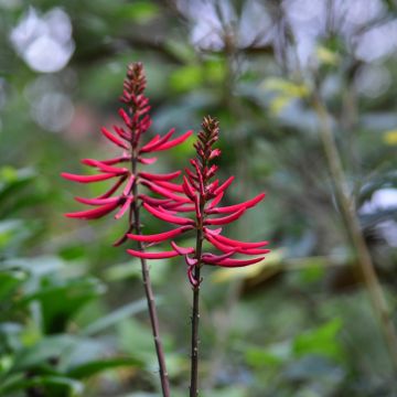 Erythrina x Bidwilli - Erythrine rouge