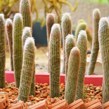 Espostoa churinensis - Cactus cierge