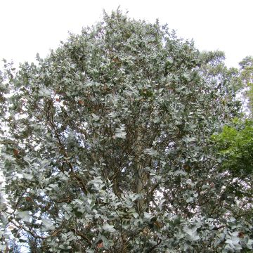 Eucalyptus cordata subsp quadrangulosa