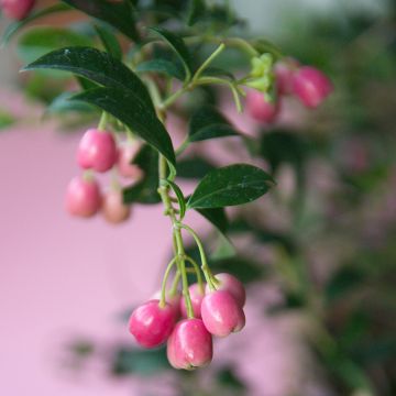 Eugenia Etna Fire - Cerisier de Cayenne
