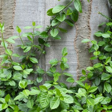 Euonymus fortunei Radicans - Fusain rampant.
