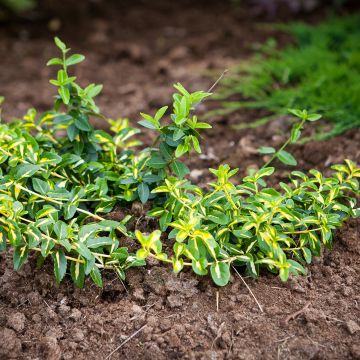 Euonymus fortunei  Sunspot - Fusain persistant panaché.