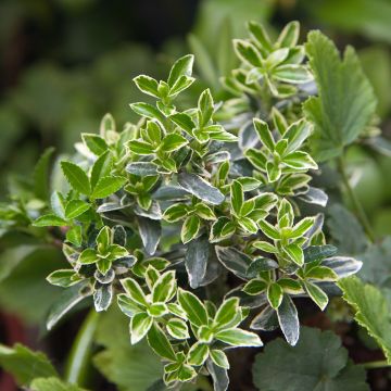 Euonymus japonicus Microphyllus Albovariegatus - Fusain du Japon