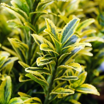 Euonymus japonicus micr. Aureovariegatus - Fusain du Japon panaché.