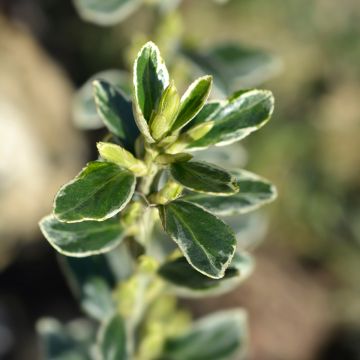 Euonymus japonicus Suzanne - Fusain du Japon nain