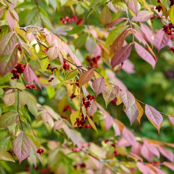 Euonymus planipes - Fusain