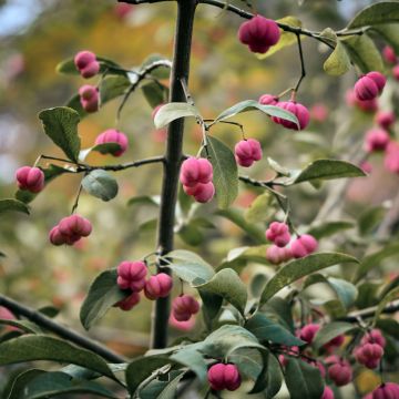 Euonymus vidalii - Fusain de Vidal