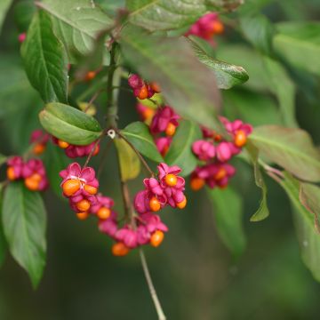 Euonymus planipes - Fusain