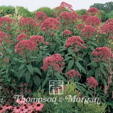 Eupatorium Maculatum Atropurpureum 