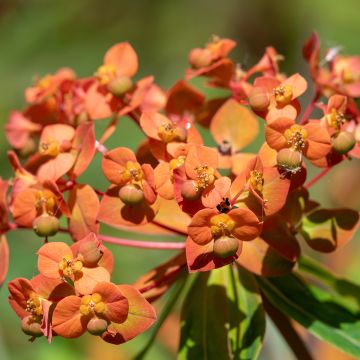 Euphorbe, Euphorbia griffithii