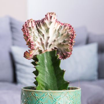 Euphorbia lactea Cristata - Euphorbe lactée