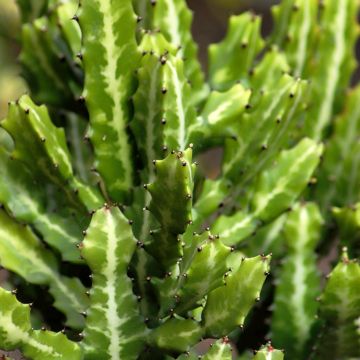 Euphorbia lactea - Euphorbe lactée