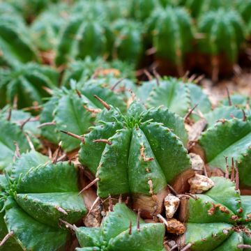 Euphorbia meloformis - Euphorbe