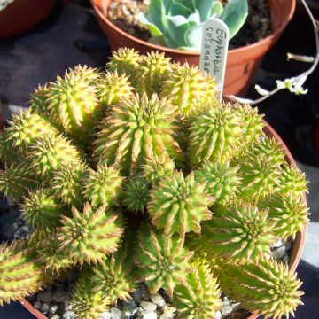 Euphorbia suzannae - Euphorbe