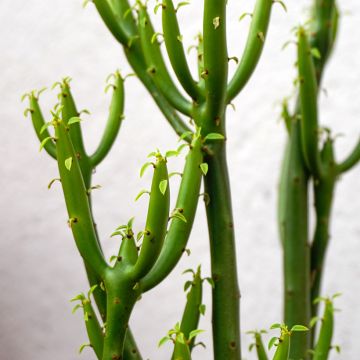 Euphorbia tirucalli - Plante crayon