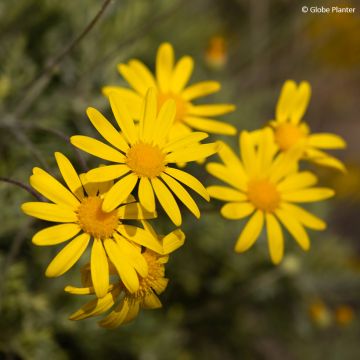 Euryops pectinatus - Euryops pectiné