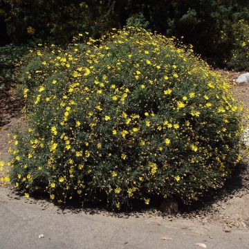 Euryops pectinatus - Euryops pectiné